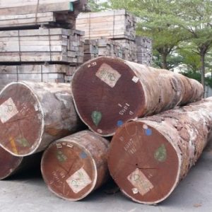 Afromosia Wood Log
