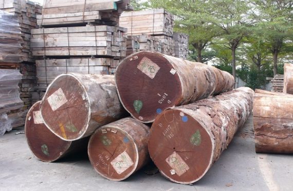 Afromosia hardwood