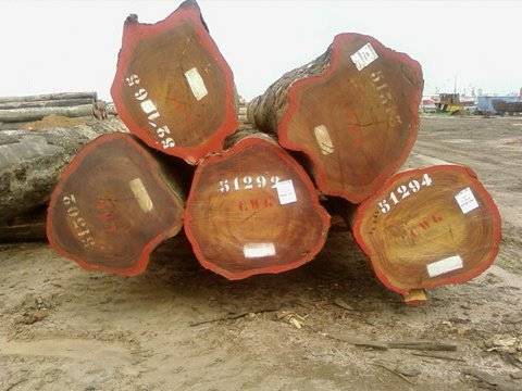 Bubinga Wood