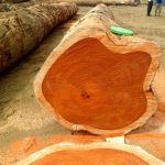 Padauk Wood Logs