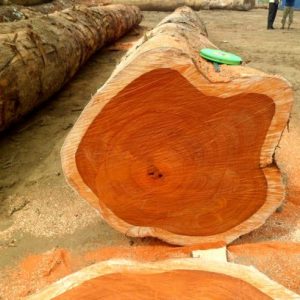 Padauk hardwood