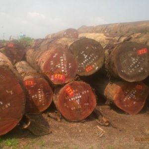 Tali Wood Logs