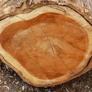 Zebrawood logs