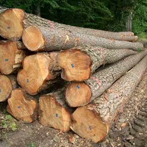 teak