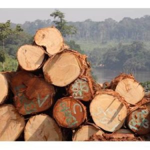 Black Limba (Frake) Wood Logs