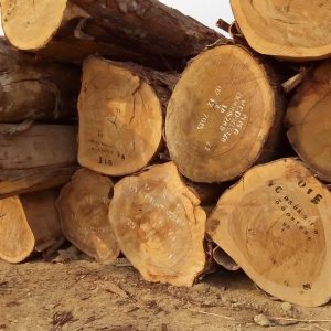 African-Ekop-Naga-Logs