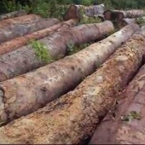 Cerejeira Amburana Wood Logs