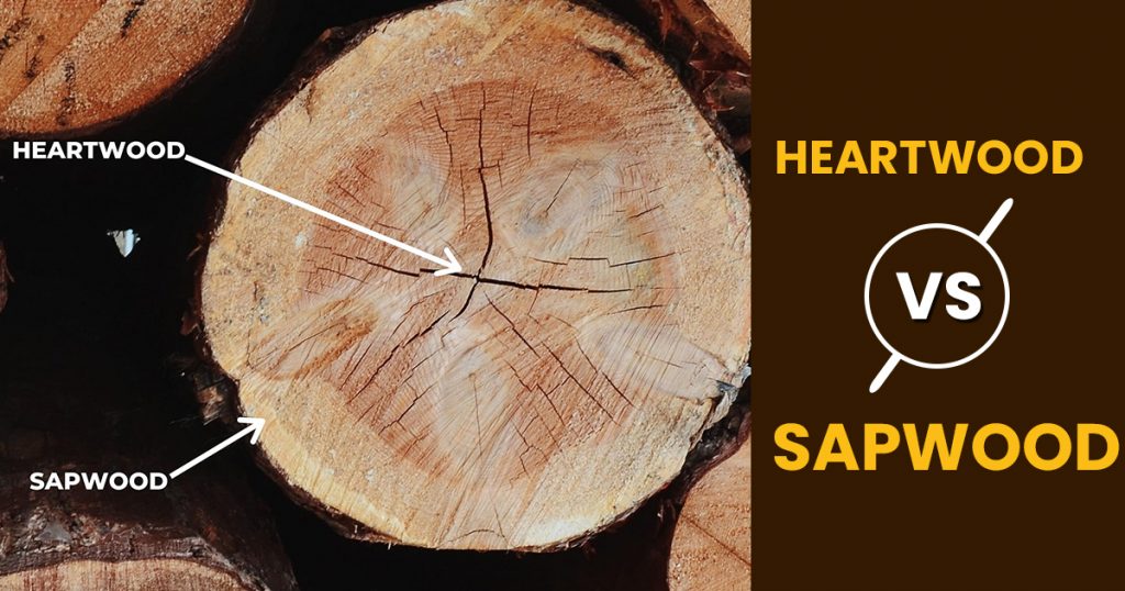 difference between heartwood and sapwood