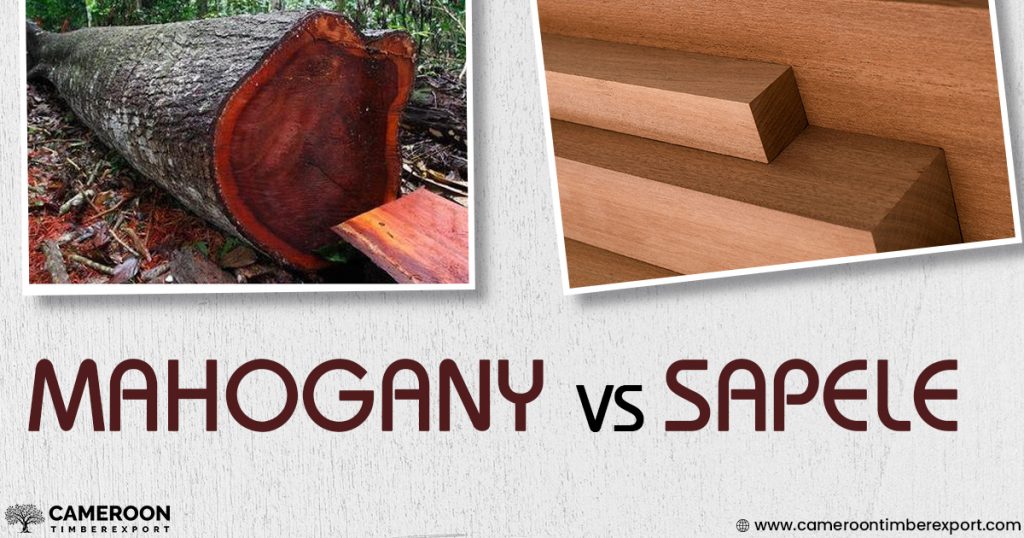 mahogany vs sapele