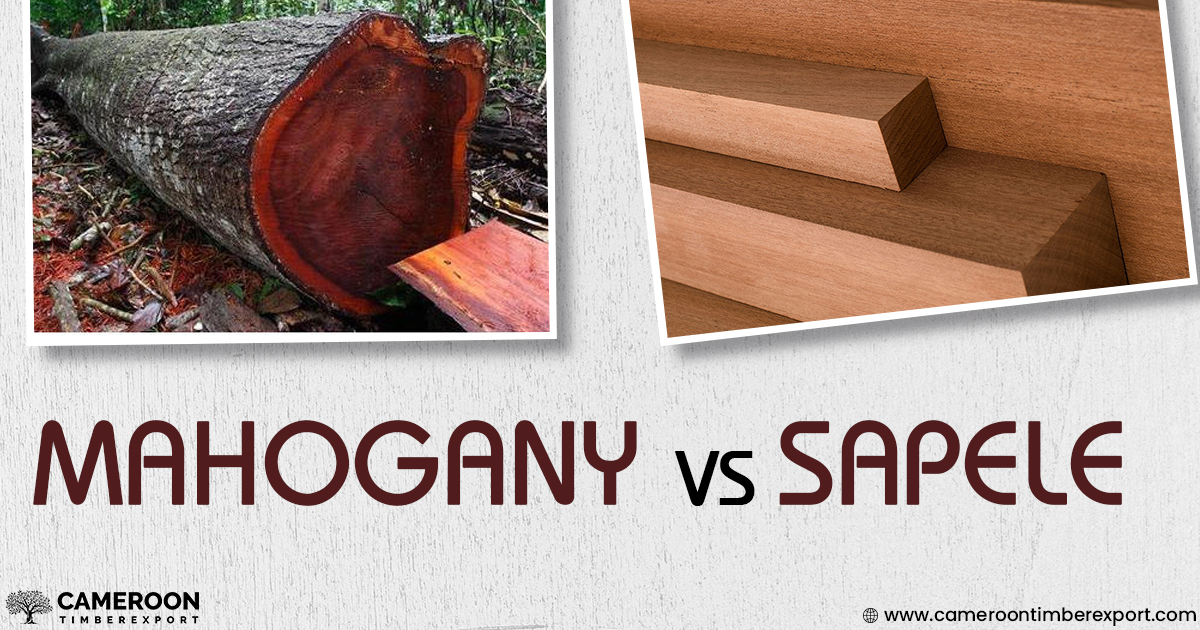 mahogany vs sapele