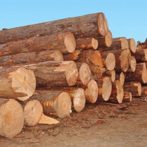 cumaru wood logs