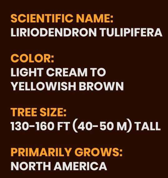 poplar wood