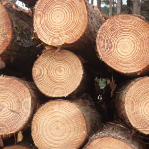 sipo wood