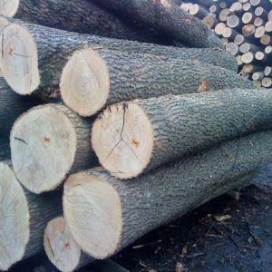 ash wood logs
