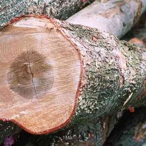 Maple Wood