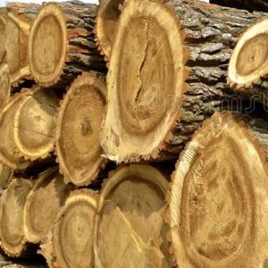Elm Wood