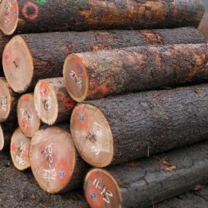 Sheoak Wood