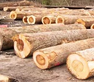 tulipwood